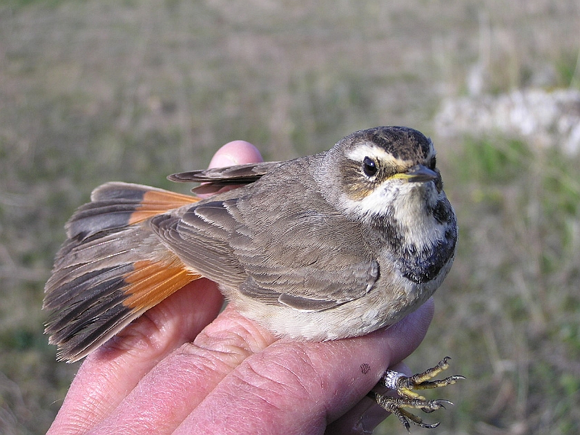 Bluethroat, Sundre 20050514